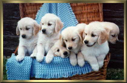 The Hitchcock litter at 7 weeks!