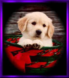 Rumour as a puppy (cute isn't she?)