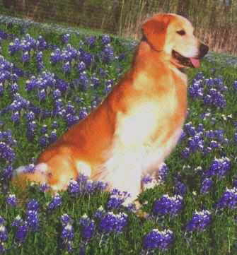 Strider in bluebonnets '98
