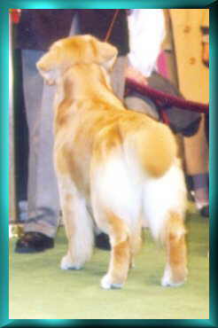 Strider at Wesminster '99