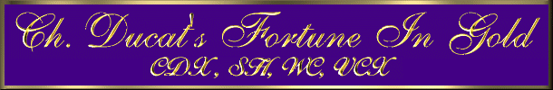 Ch. Ducat's Fortune In Gold   CDX, SH, WC, VCX