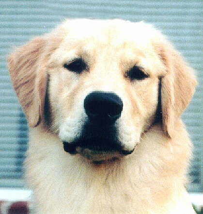 Bourbon's Head