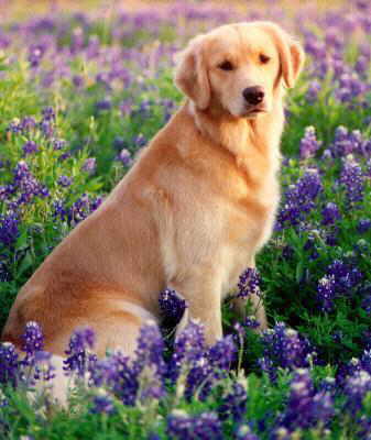 Phoebe in the bluebonnets